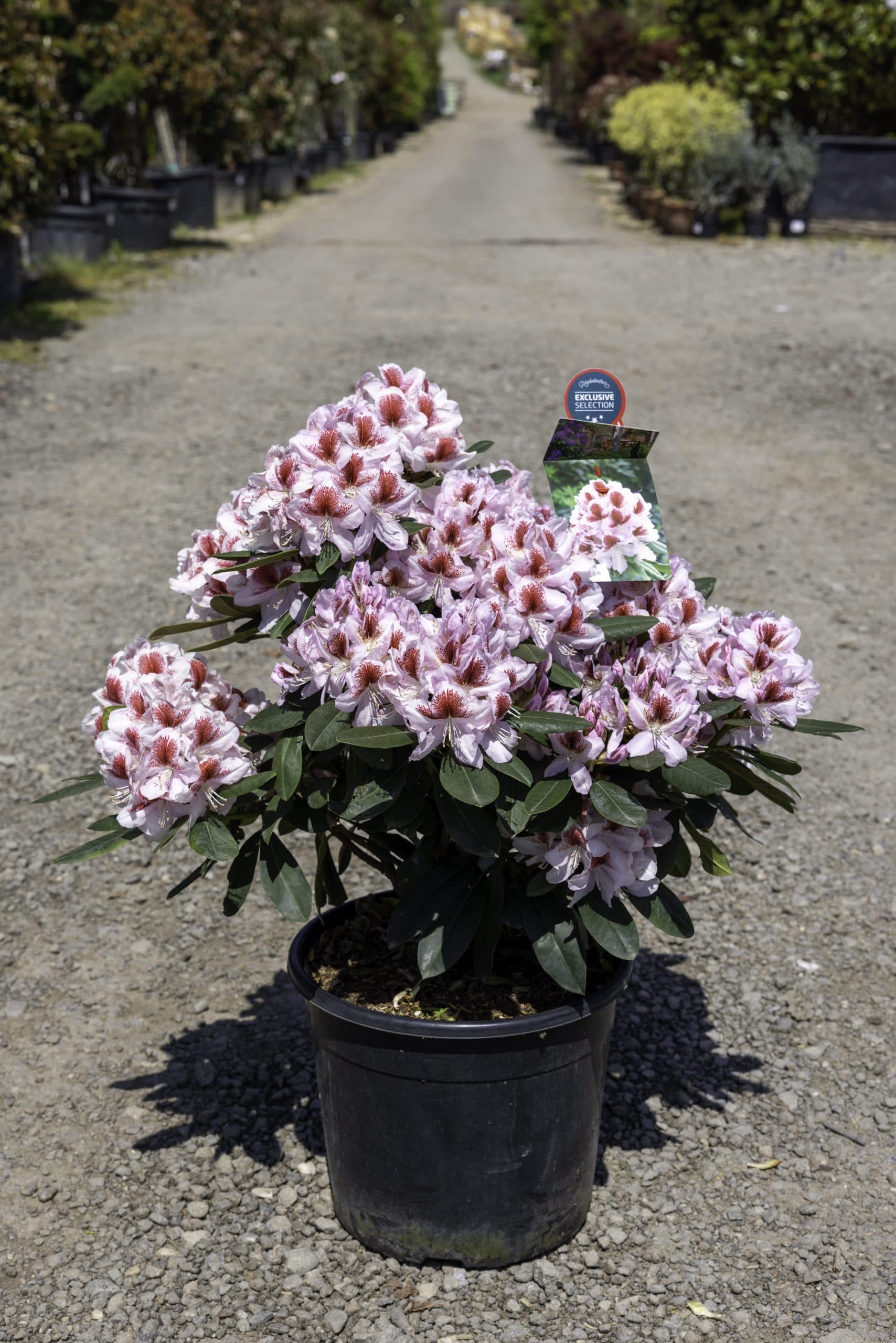 Rododendron bicolor