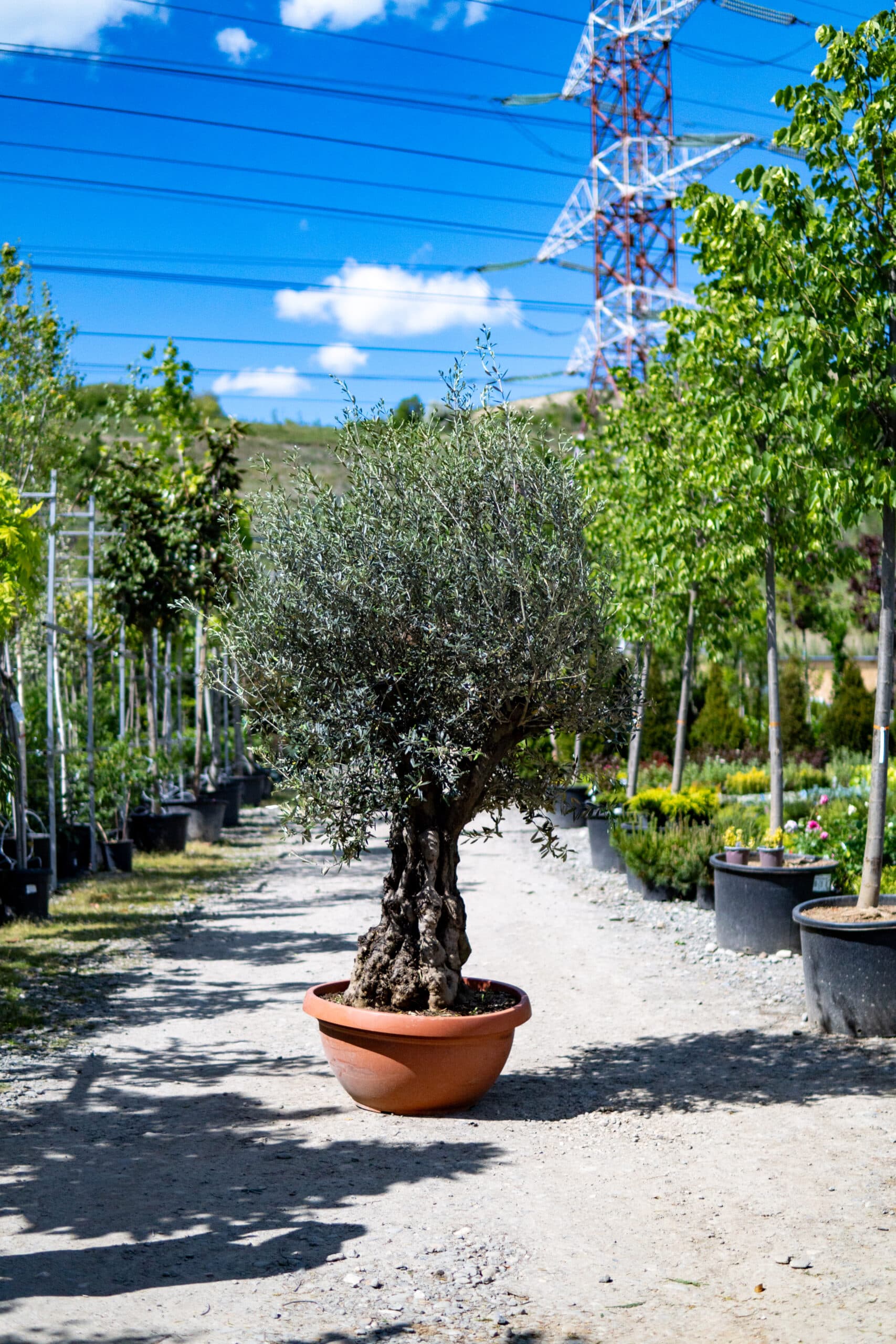 Maslin (Olea europaea)