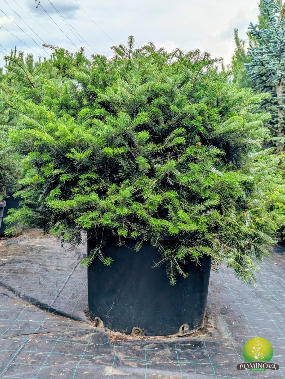 Brad coreean globular (Abies koreana - Palla)