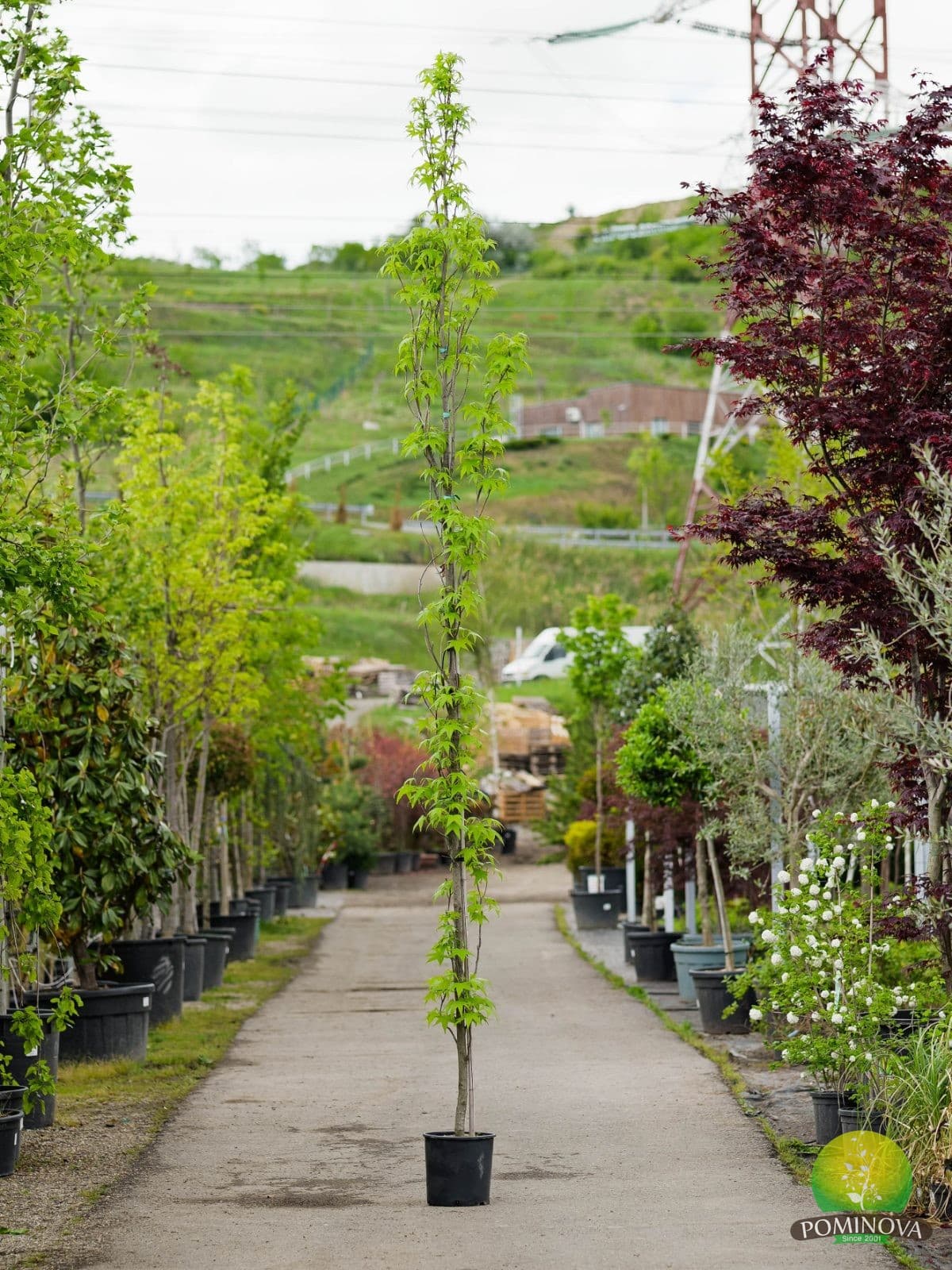 Arborele de gumă columnar (Liquidambar styraciflua 'Slender Silhouette')