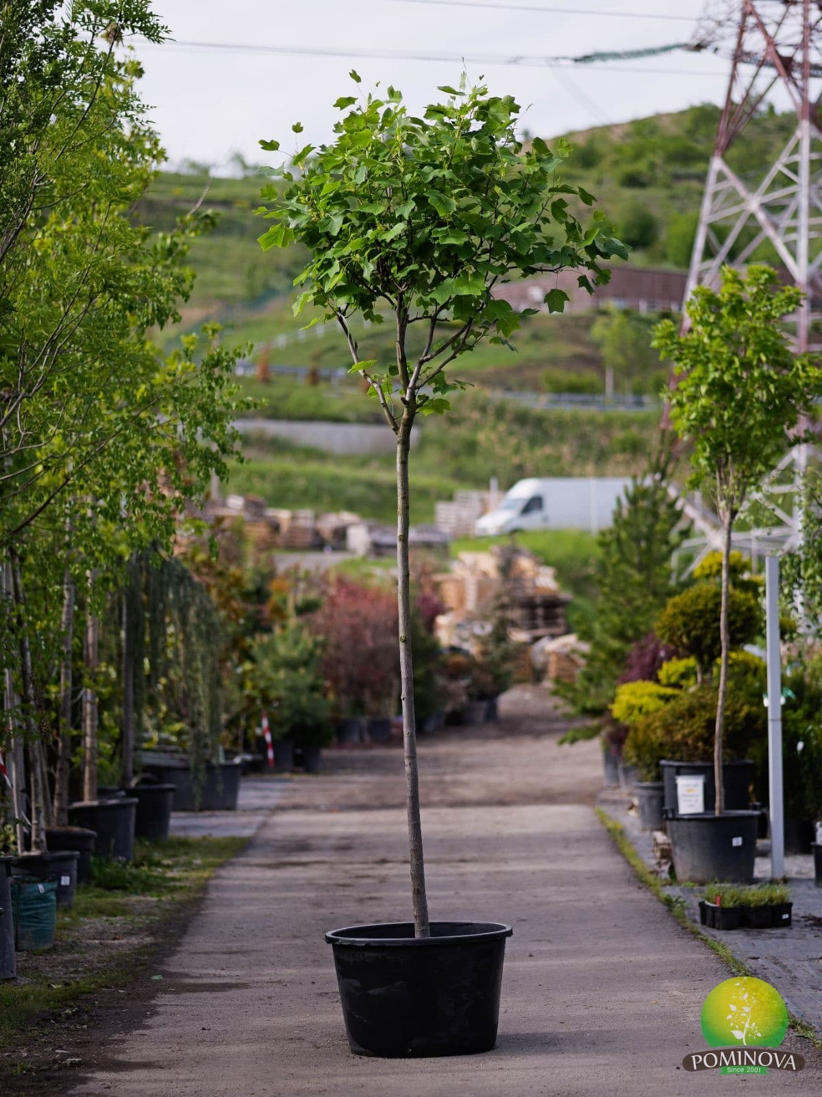 Arborele lalea Edward Gursztyn (Liriodendron tulipifera Edward Gursztyn)