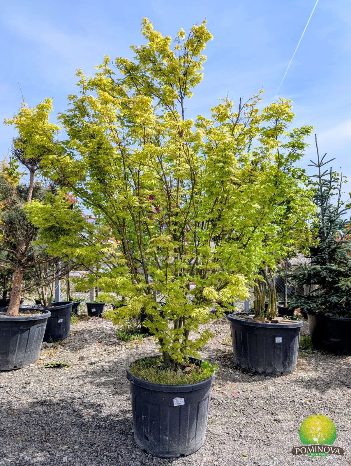Arțar japonez (Acer palmatum 'Tsukasa Silhouette')