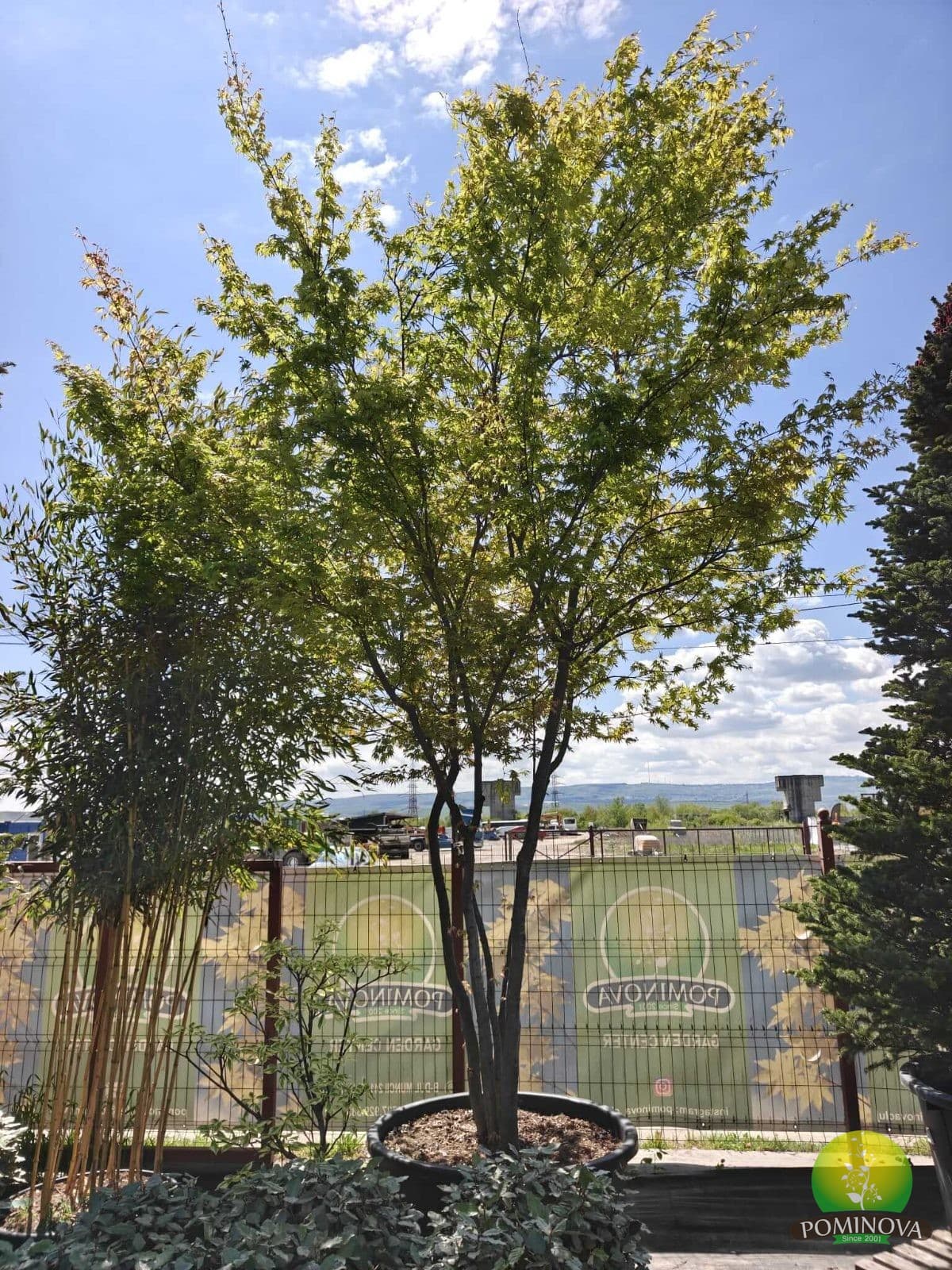 Arțar japonez (Acer palmatum 'Polymorphum')