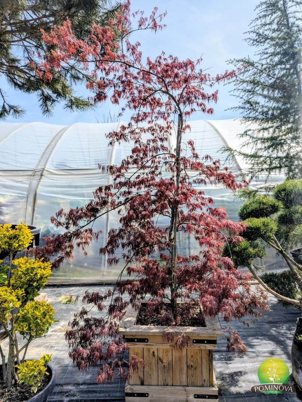 Artar japonez 'Tamukeyama' (Acer palmatum dissectum 'Tamukeyama')