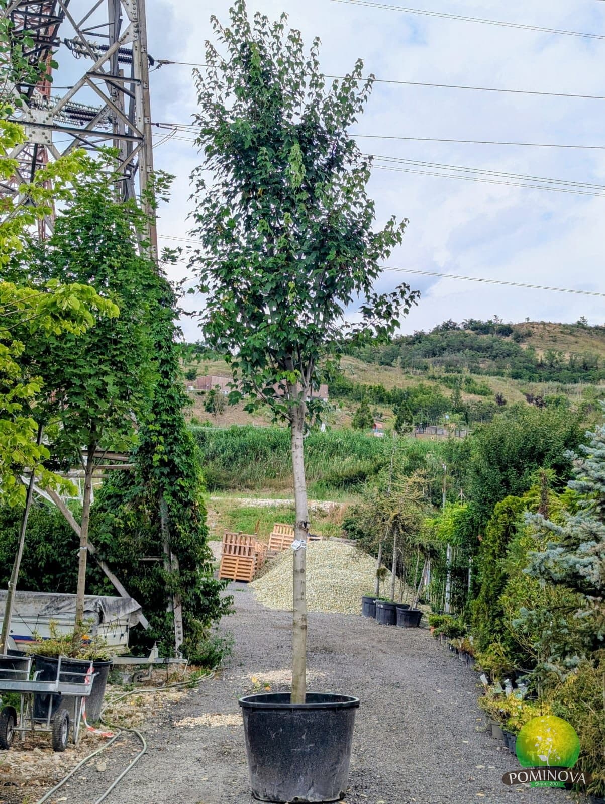 Arțar roșu Scanlon (Acer rubrum 'Scanlon')