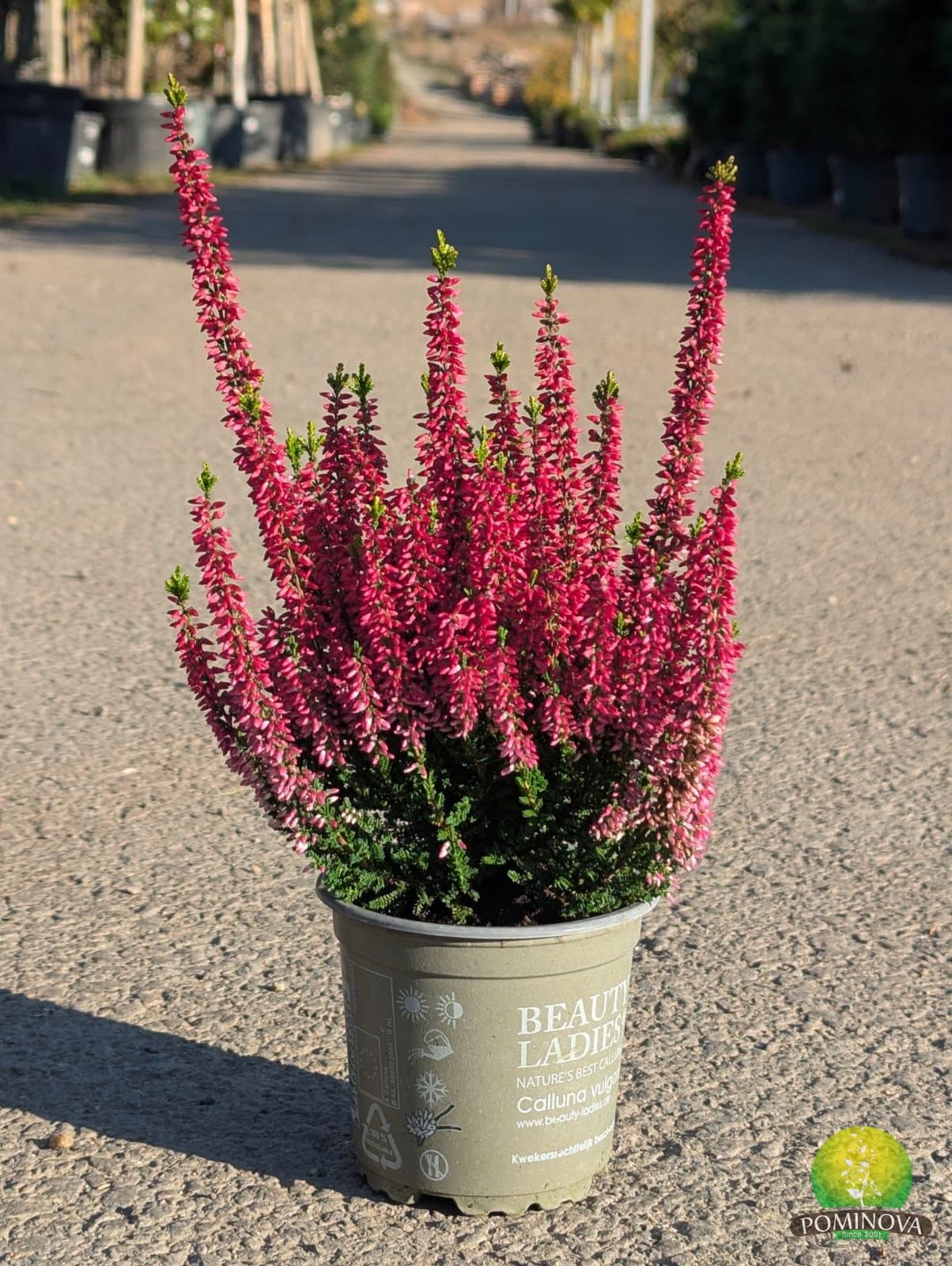 Iarbă-neagră (Calluna vulgaris) - imagine 1