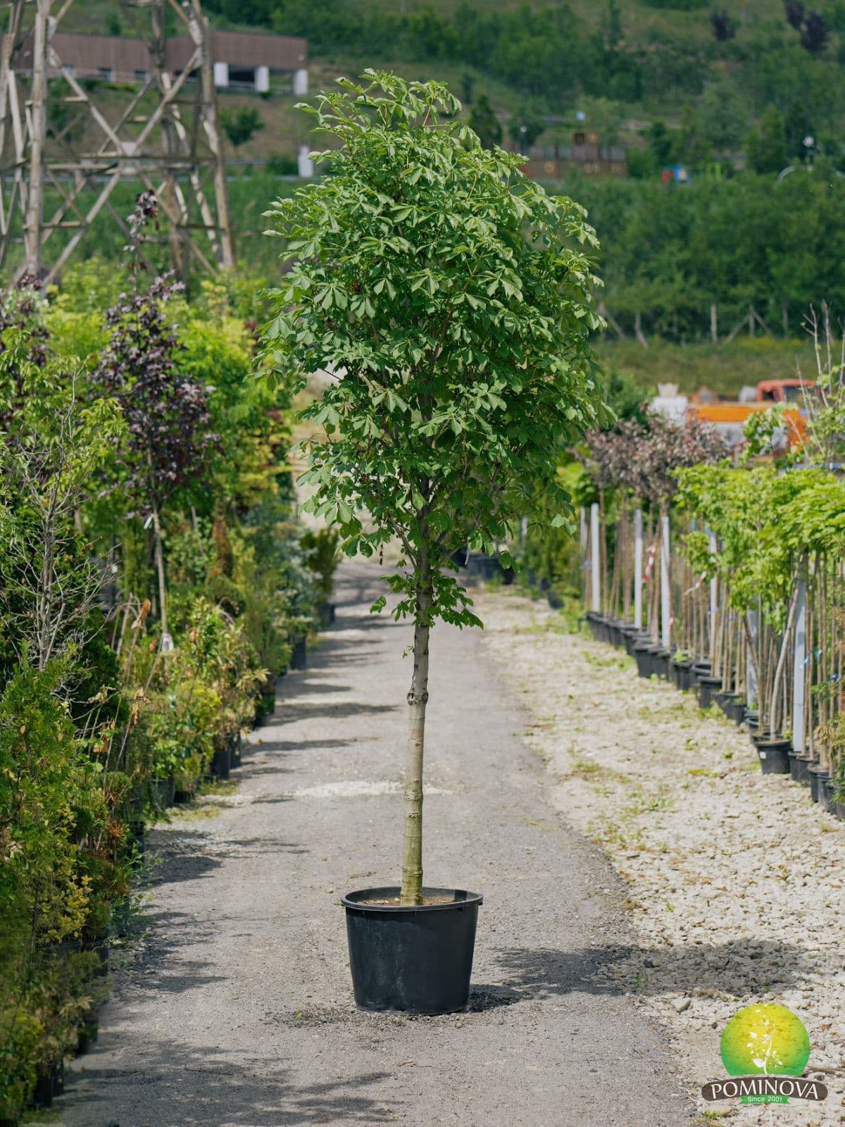 Castan sălbatic (Aesculus hippocastanum)