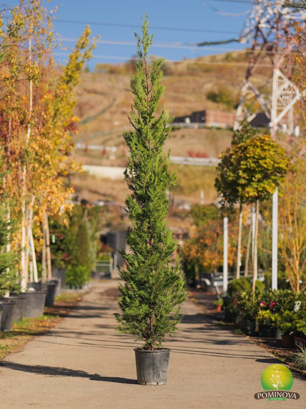 Chiparos leiland (Cupressocyparis leylandii)
