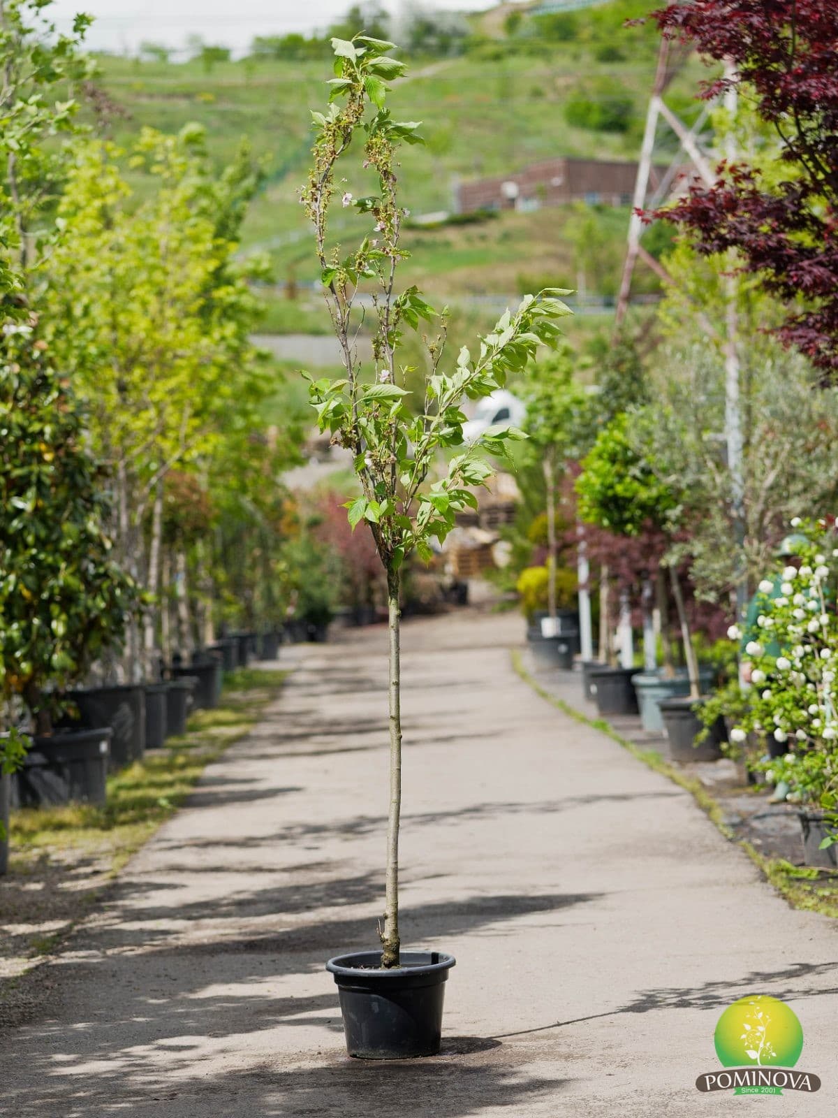 Cireș japonez columnar (Prunus serrulata 'Amanogawa')