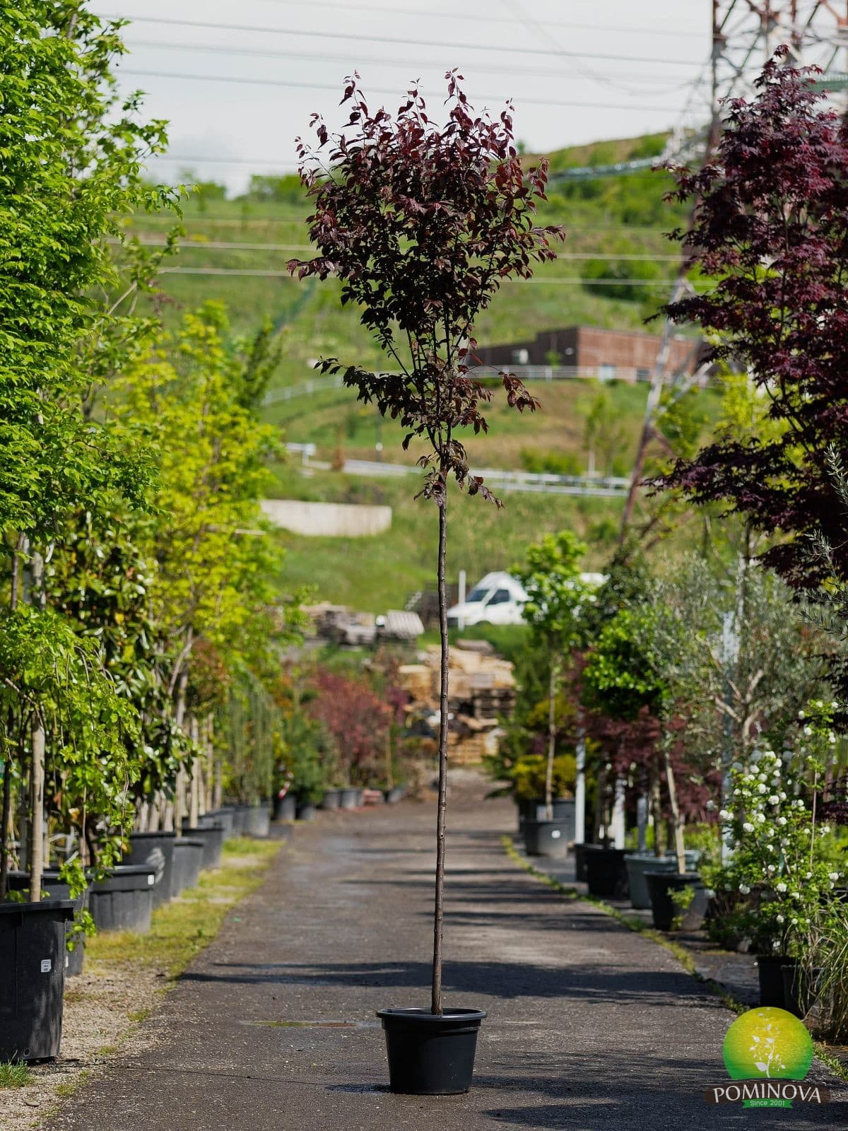 Corcoduș ornamental cu frunză roșie (Prunus cerasifera 'Woodii')