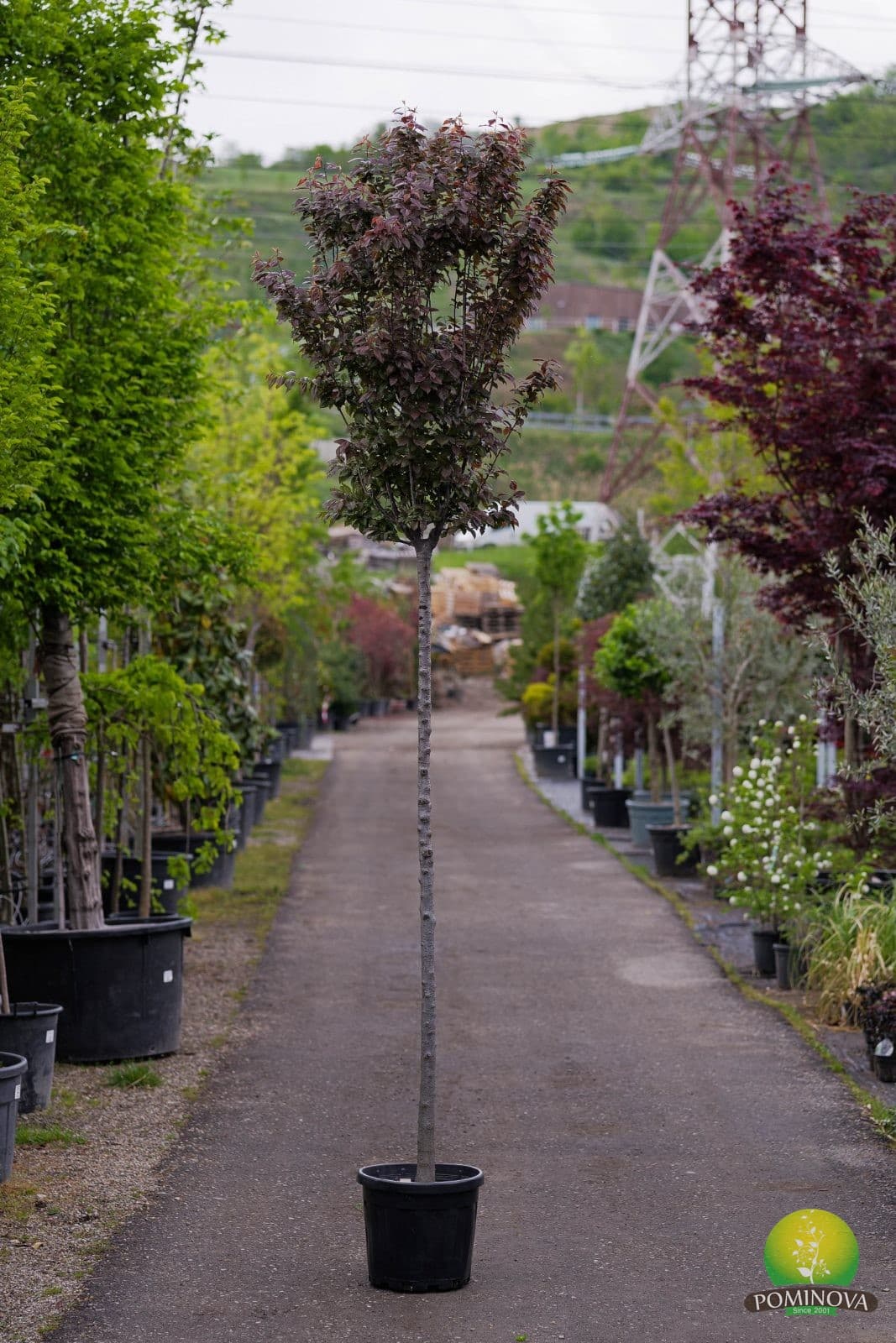 Corcodus roșu, Prun ornamental roșu (Prunus pissardi 'Nigra')