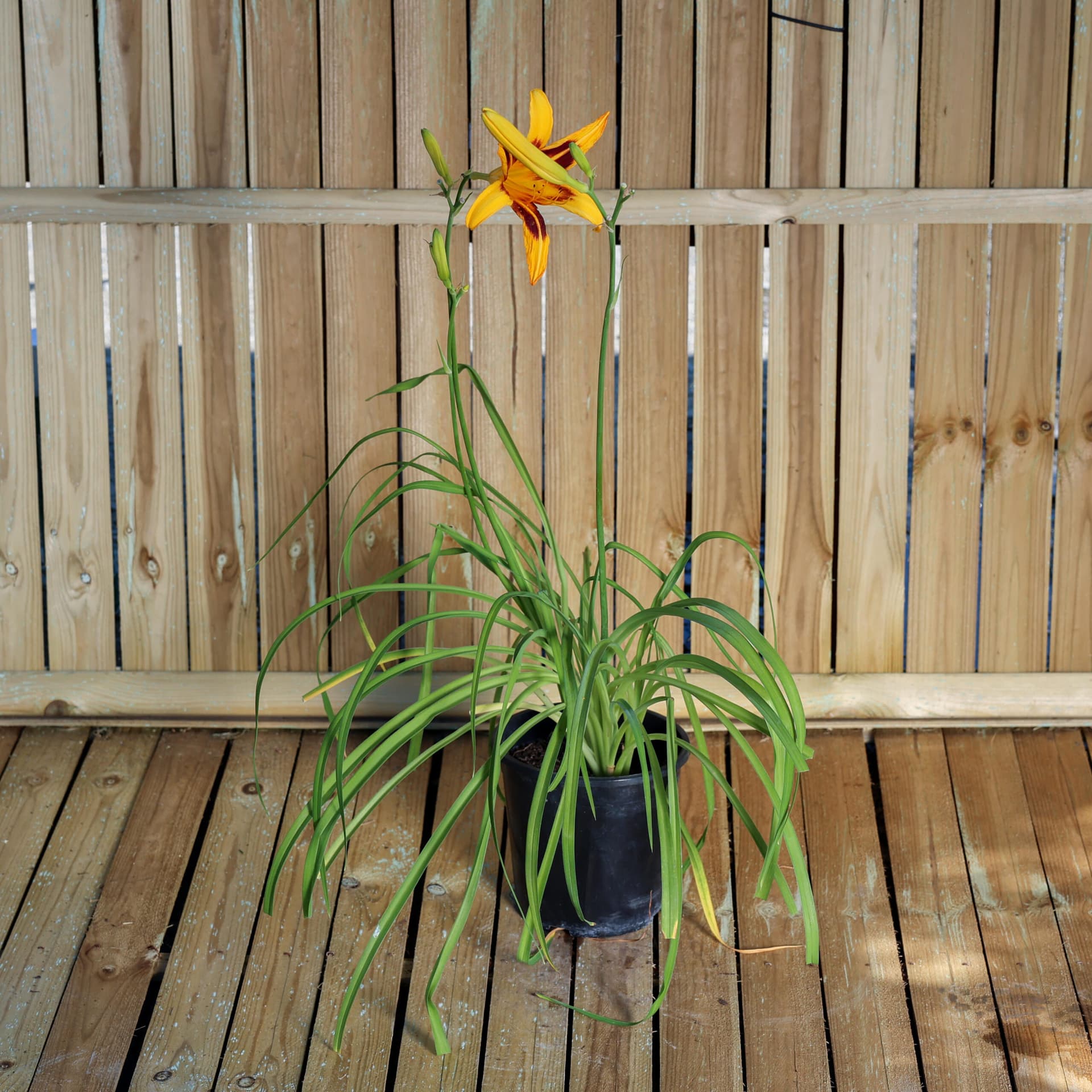 Crin de o zi (Hemerocallis fulva)