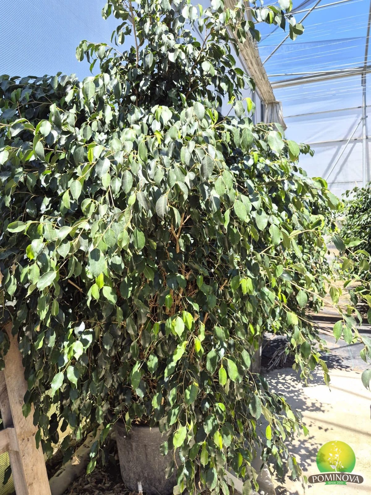 Ficus plângător 'Danielle' (Ficus benjamina 'Danielle')