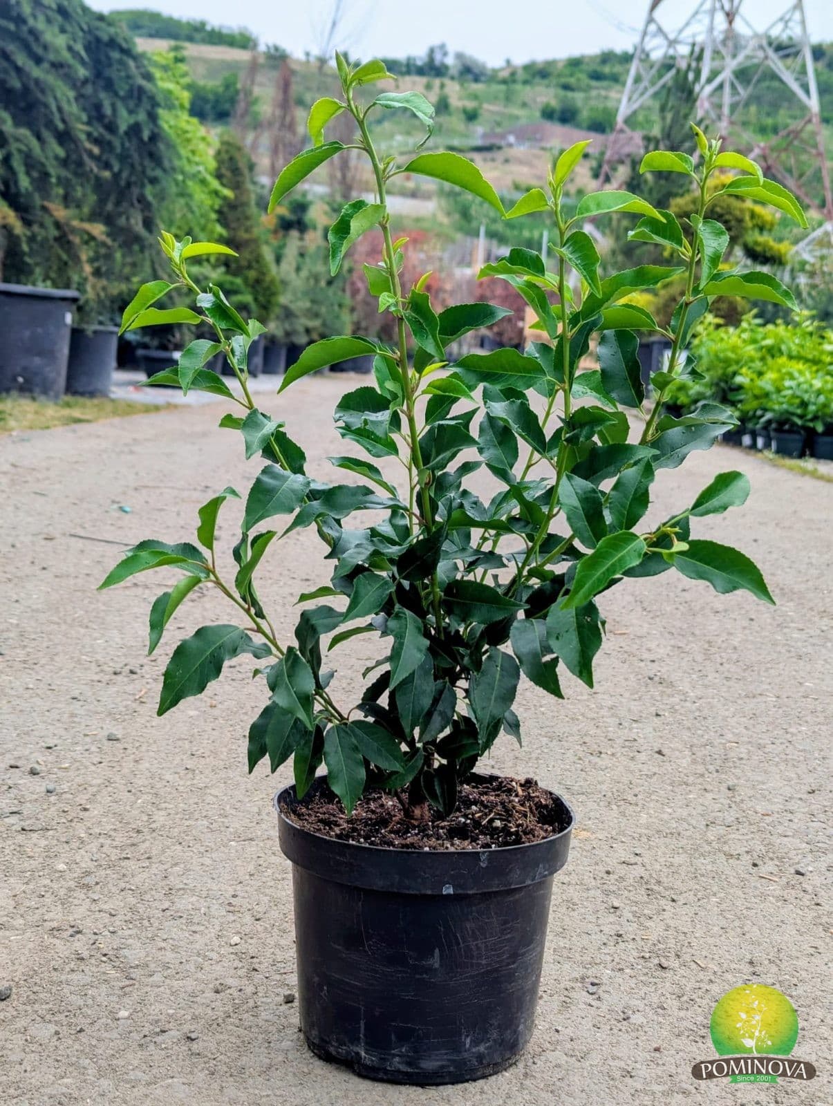 Laur portughez (Prunus lusitanica 'Angustifolia')
