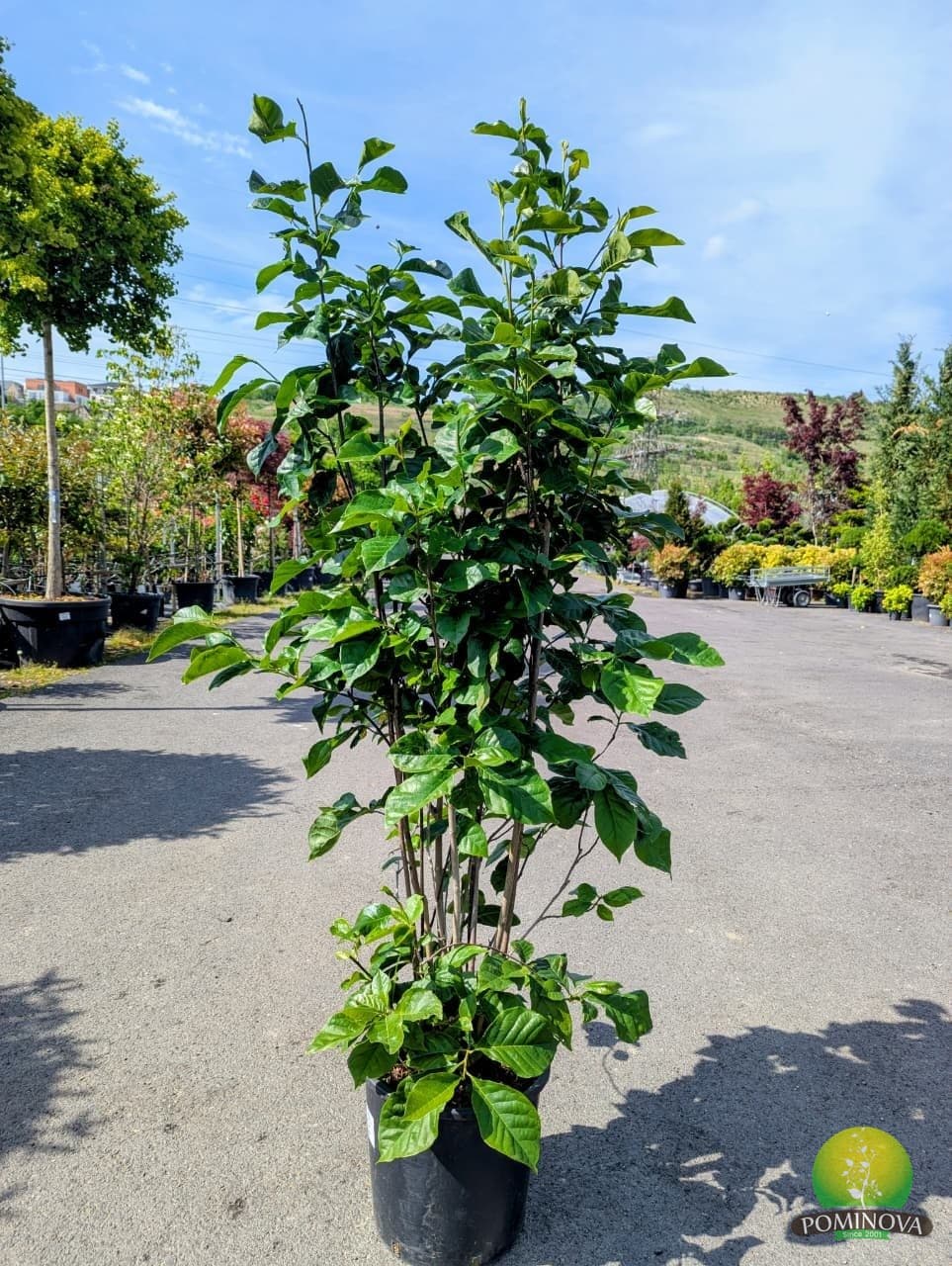 Magnolia liliflora 'Nigra'