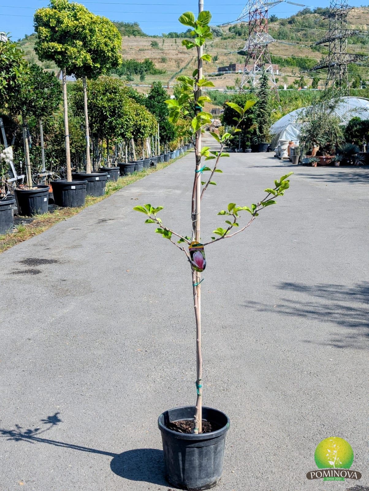 Magnolia 'Satisfaction'
