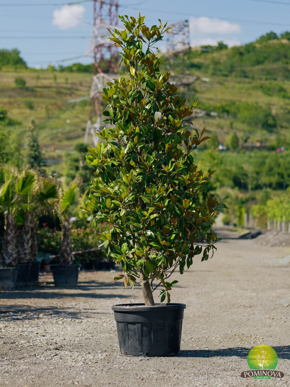 Magnolie veșnic verde (Magnolia grandiflora 'Gallisoniensis') — imagine 1