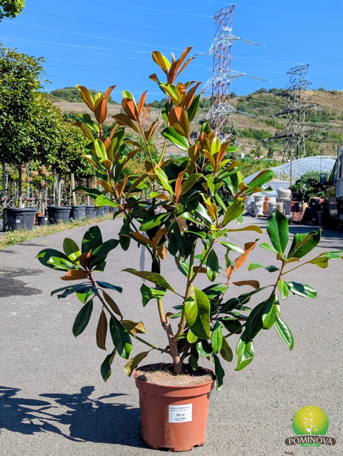 Magnolia 'Goliath' (Magnolia grandiflora 'Goliath')