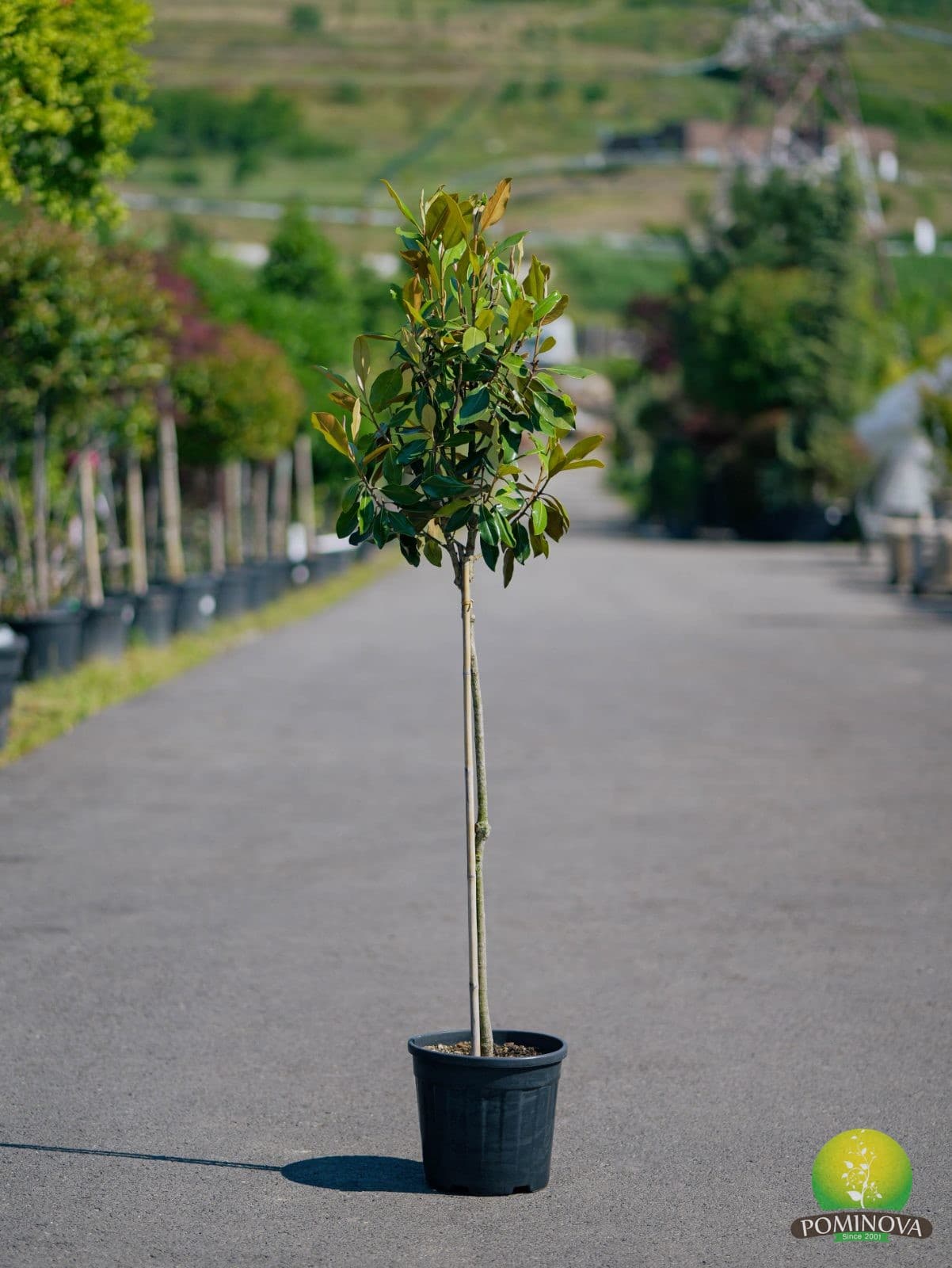 Magnolie veșnic verde pitică (Magnolia grandiflora 'Little Gem')