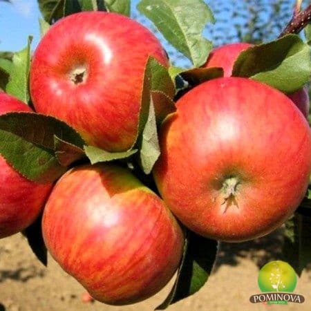 Măr Topaz