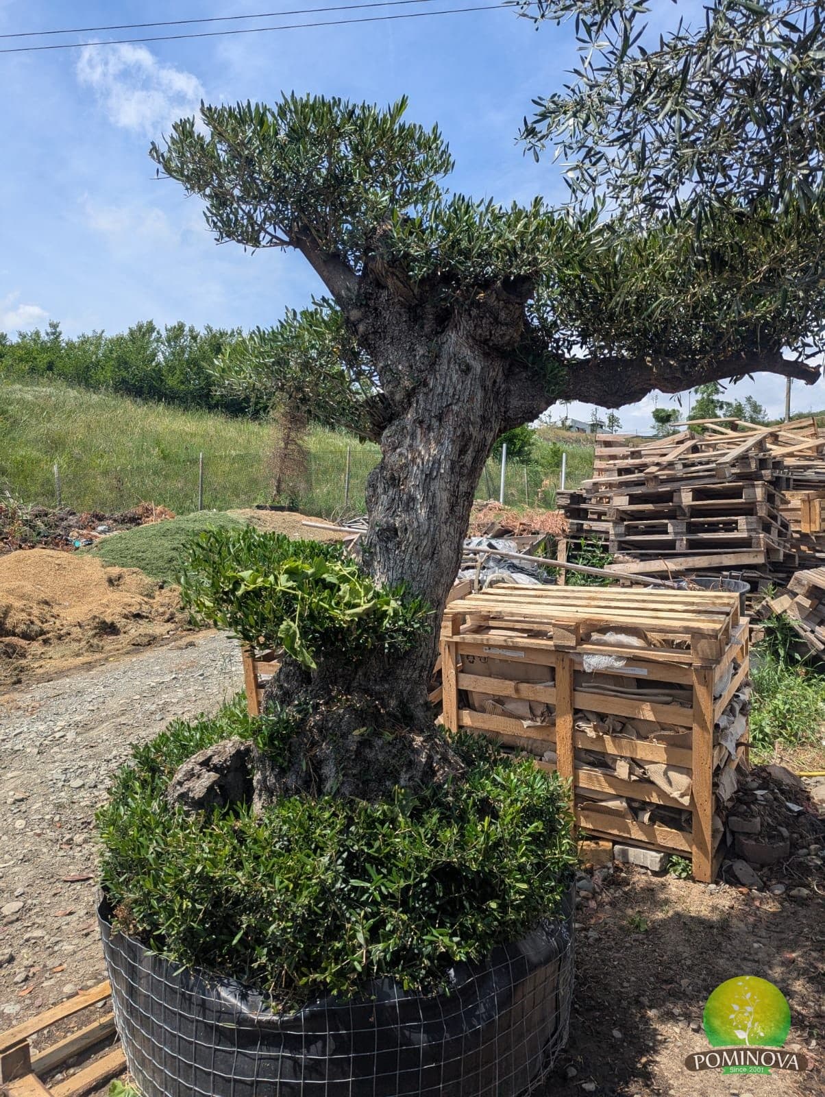 Maslin bonsai (Olea europaea 'Lechin' - Bonsai) — imagine 1