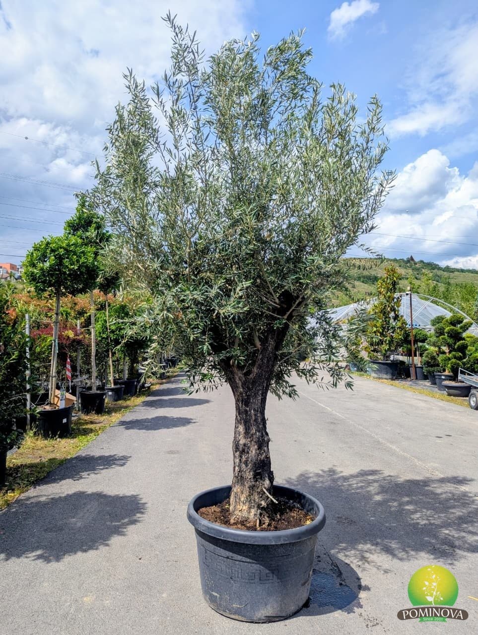 Maslin (Olea europaea 'Martemo')