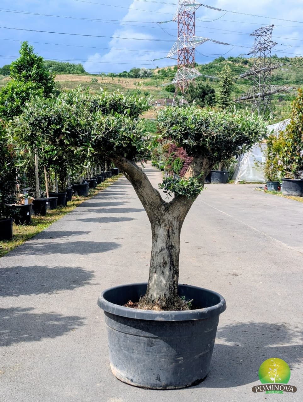 Maslin bonsai (Olea europaea 'Arberquino' - Bonsai)