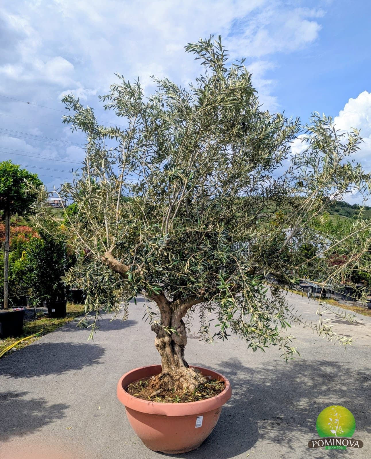 Maslin Manzanillo (Olea europaea Manzanillo)