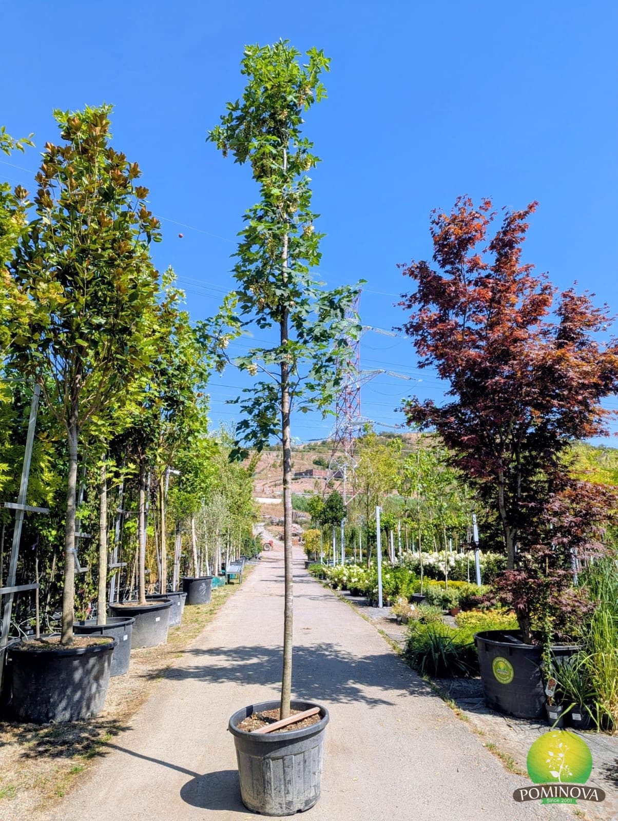 Paltin de munte (Acer pseudoplatanus)