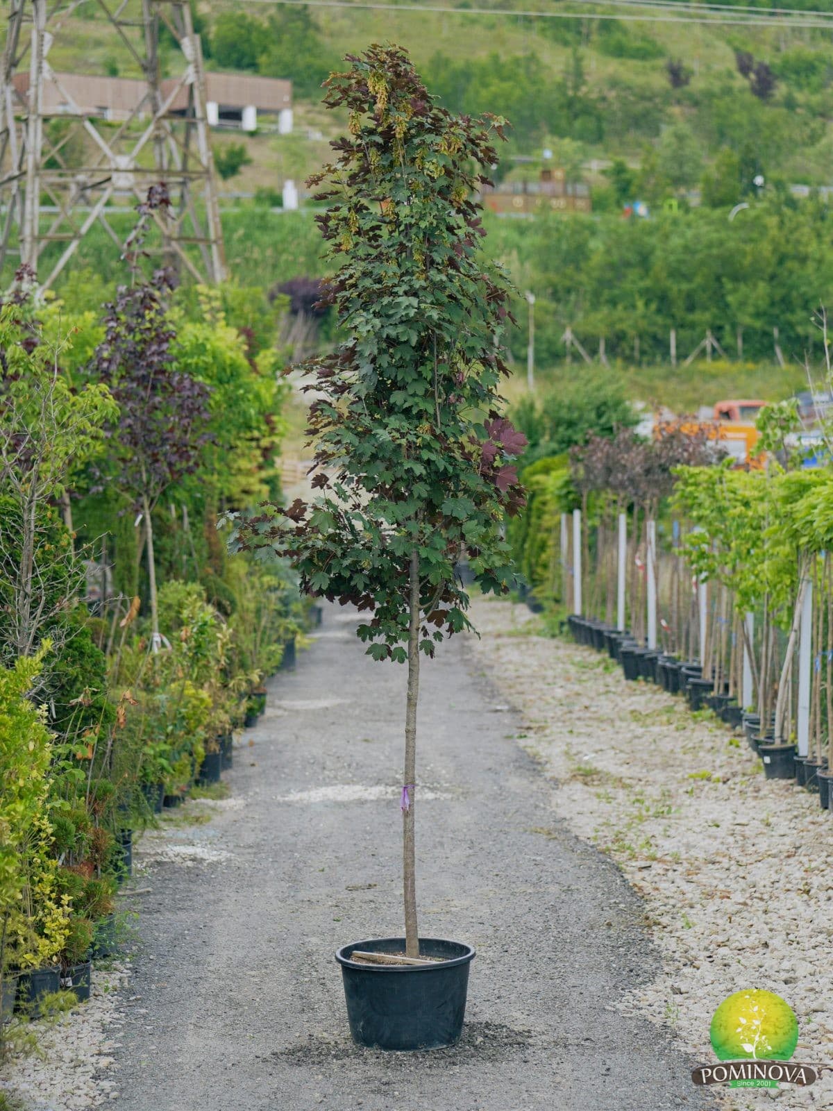 Paltin de munte purpuriu (Acer pseudoplatanus 'Atropurpureum')