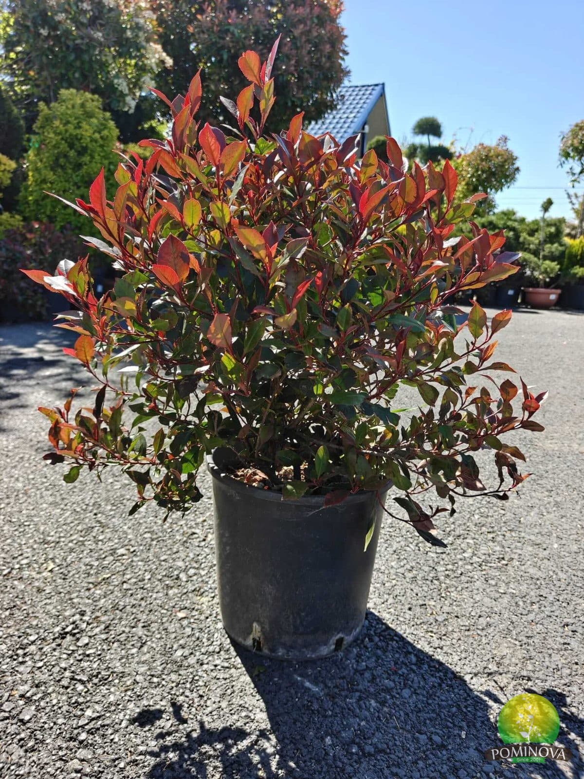 Fotinia globulară (Photinia fraserii 'Little Red Robin')