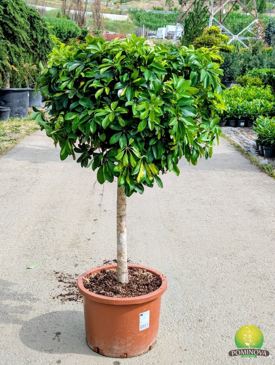 Arborele umbrelă ‘Gold Capella’ (Schefflera arboricola ‘Gold Capella’)