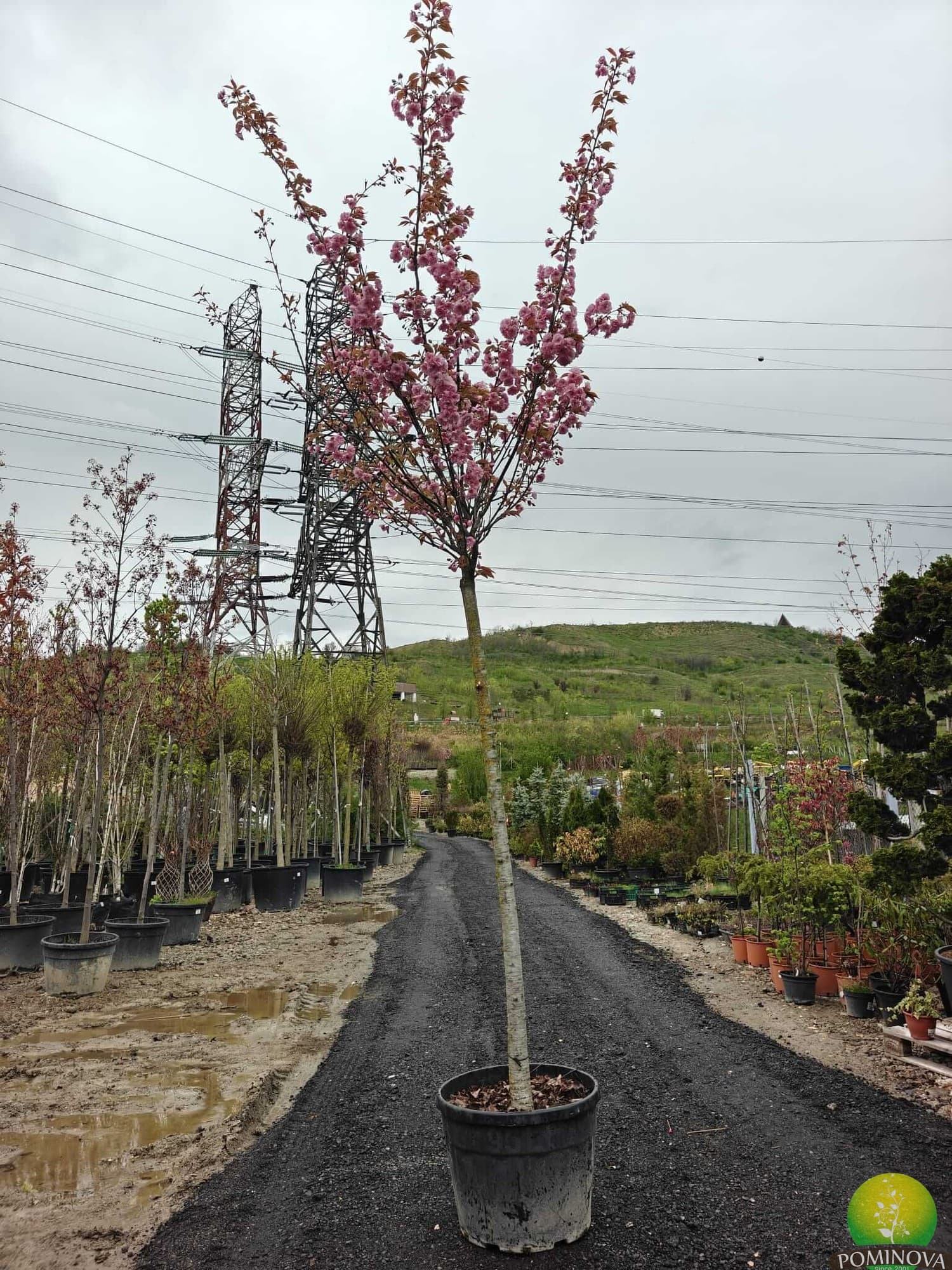 Cireș japonez 'Kanzan' (Prunus serrulata 'Kanzan' )