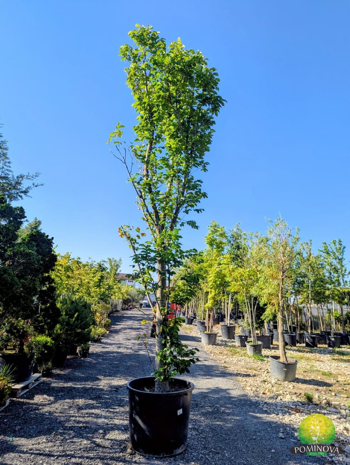 Ulmus × hollandica 'Dampieri'