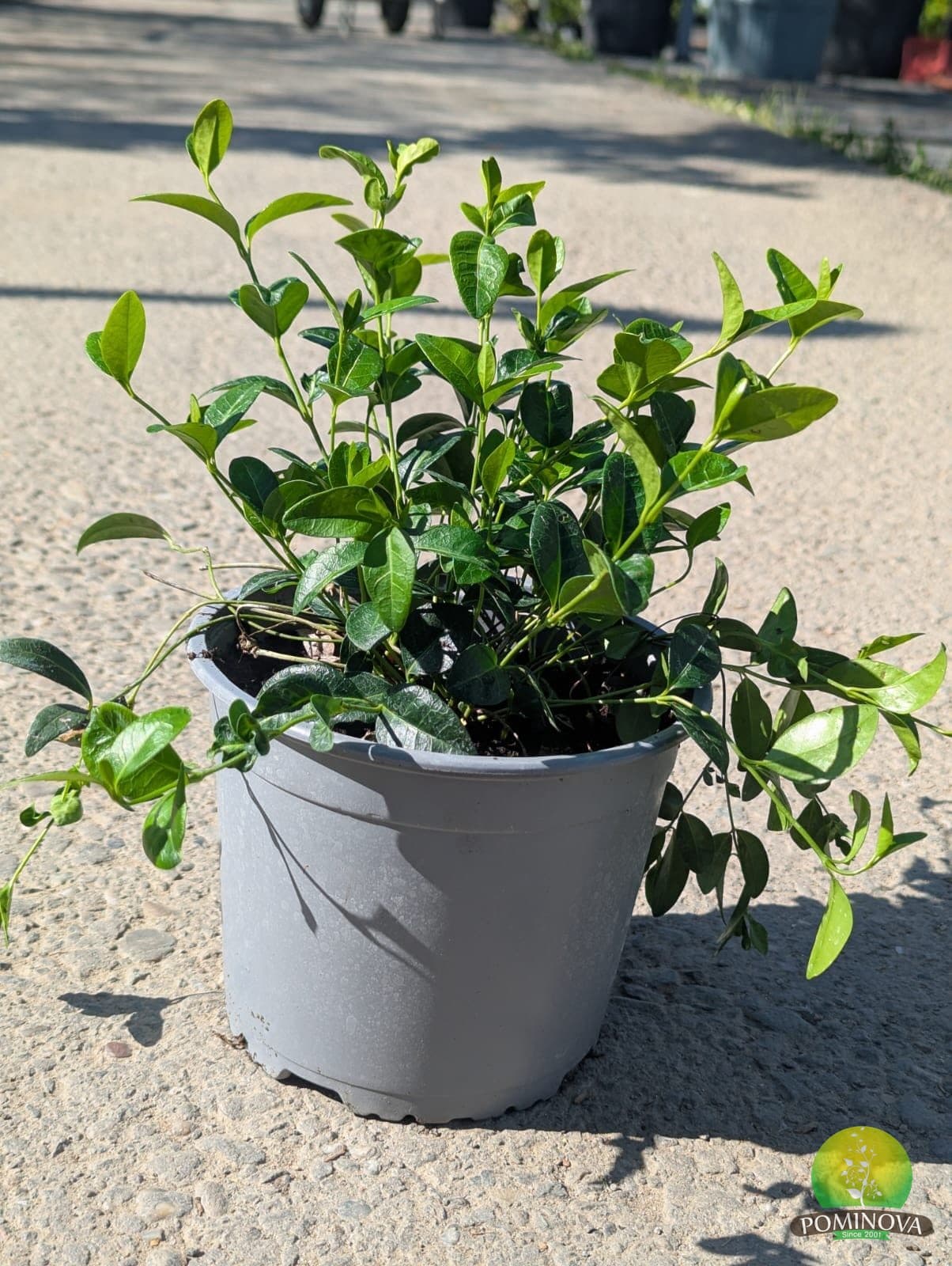 Saschiu (Vinca minor)